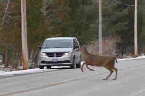 Deer in road causing animal-related car accident in Indianapolis.